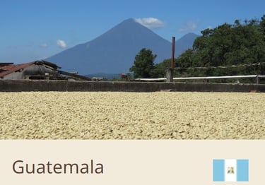 Green Coffee Beans From Guatemala - Quality Beans imported to New Zealand