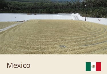 Green Coffee Beans From Mexico - Quality Beans imported to New Zealand