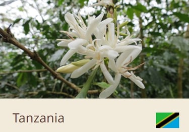 Green Coffee Beans From Tanzania - Quality Beans imported to New Zealand