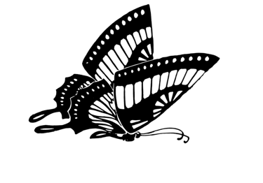 a butterfly butterfly on a gray background
