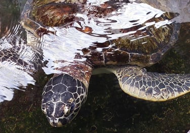 Phang Nga Coastal Fisheries Development Centre turtle