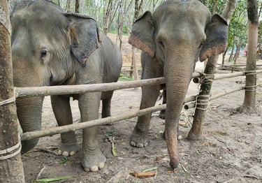 thailand khao lak elephant experience