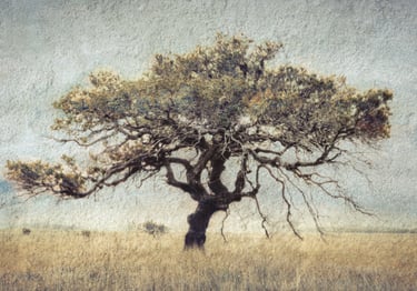 Artistic photograph of a solitary African tree in open veld with textured overlay, blending nature and fine art photography