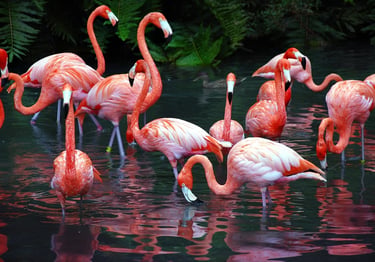 flamingos at Sarasota jungle gardens