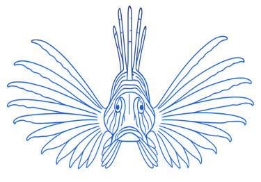 Caribbean lionfish grows faster, get bigger and possibly live longer