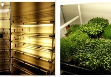 Indoor vertical farming setup featuring hydroponic trays with microgreens and wheatgrass under LED grow lights.