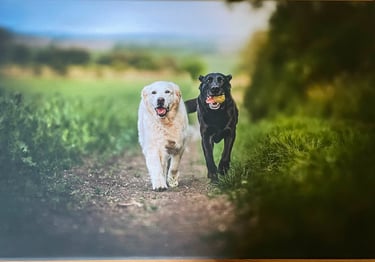 Vászonkép egy kutyafotózásról két labradorral