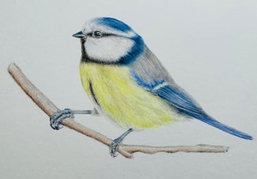 Blue tit
