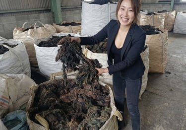Dried Gracilaria seaweed 15% moisture and 3% impurity for agar-agar, Agriculture and Cosmetics