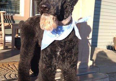 Reed the Smith Lake Standard Poodle