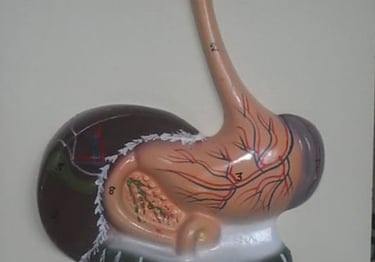human digestive system