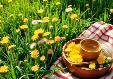 Bright yellow dandelions in full bloom, showcasing a variety of stages from budding to fluffy seeds.