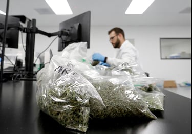 Cannabis safety ensured through lab testing and transparent COA reports