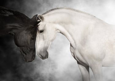 a horse and a horse are shown in this image