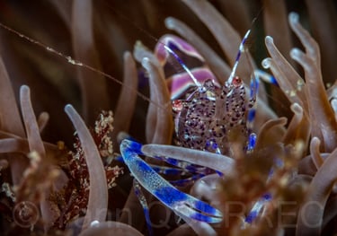 Péricliménès atlantique