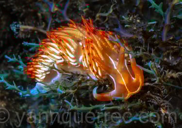 Godive orange