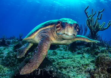Cozumel - MEXIQUE