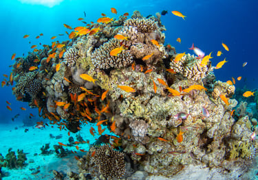 Hurghada - EGYPTE