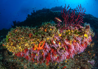 Pierre à corail rouge - Marseille - FRANCE