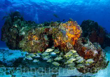 Cozumel - MEXIQUE