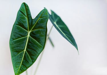 Alocasia 'Frydek'