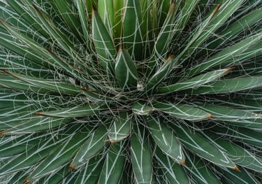 Agave Filifera plant