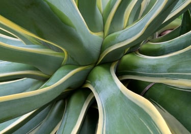 Agave desmettiana Variegata