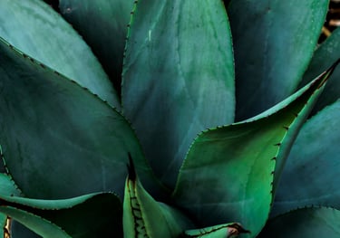 Agave salmiana Ferox plant