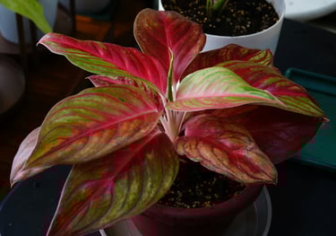 Aglaonema Red Fire