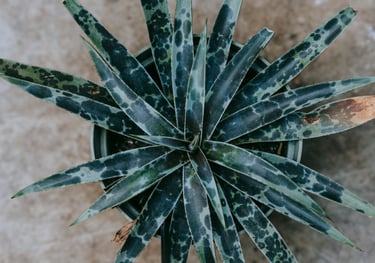 Mangave Moonglow Agave Hybrid