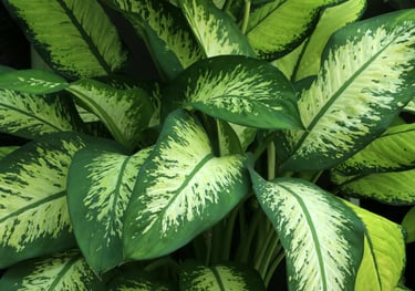 Dieffenbachia Delilah