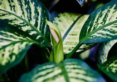 Dieffenbachia Reeva with flower