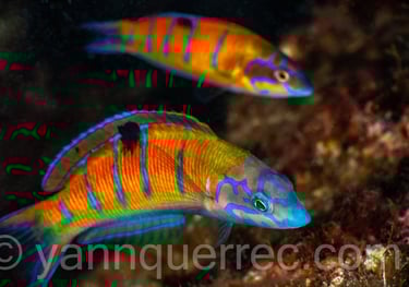 Girelles paons femelles (ou phase mâle initiale)