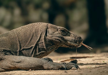 majestic komodo dragon in indonesia