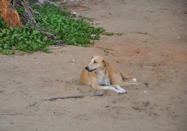 dog on Vijay beach, Alappuzha, Kerala, India