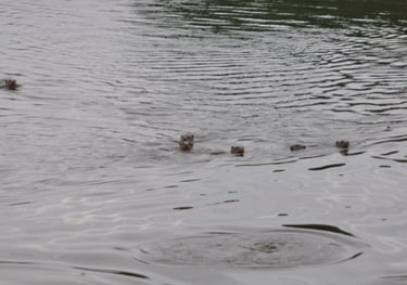 otters at the Periyar Tiger reserve, near Kumily , India