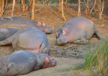 Hippos in the St Lucia Estuary, isimangaliso, South Africa