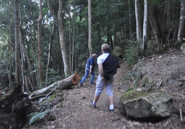 Federal walking Track, the blue mountains, Katoomba, Blue Mountains, Australia