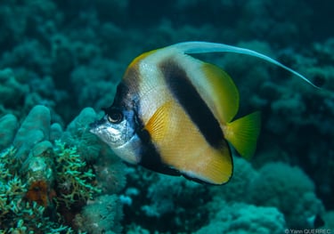 Hurghada - EGYPTE