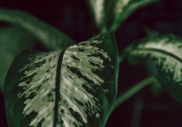 Dieffenbachia Seguine