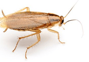 cockroaches treatment