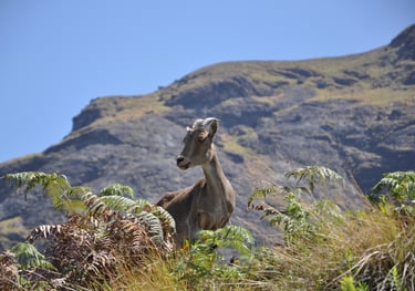 Eravikulam Nationa Park and the Nilgiri tahr goats, Kerala, India