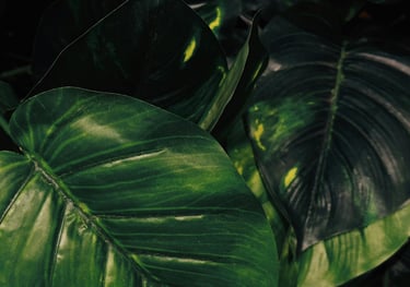 Mature Epipremnum aureum leaves
