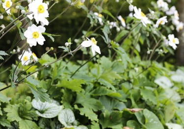 witte anemonen gecombineerde border