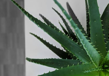 Aloe Vera plant close up