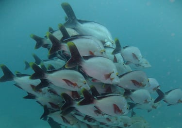 large shoal of fish, sodwana bay, South Africa