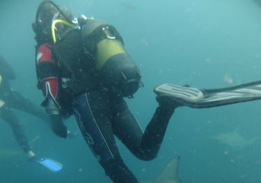 Tracey Billington Oceanic black tips on a baited shark dive, Aliwal Shoal, Umkomaas, South Africa