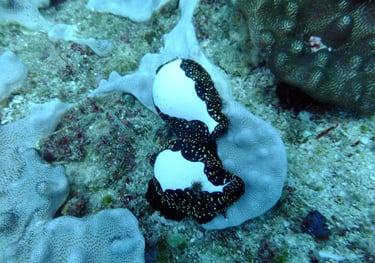 Tracey and Nick Billington diving at Tofo Beach, Praia Do Tofo, Mozambique