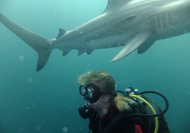 Tracey Billington Oceanic black tips on a baited shark dive, Aliwal Shoal, Umkomaas, South Africa