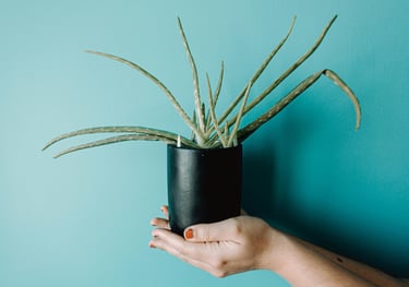 Aloe plant